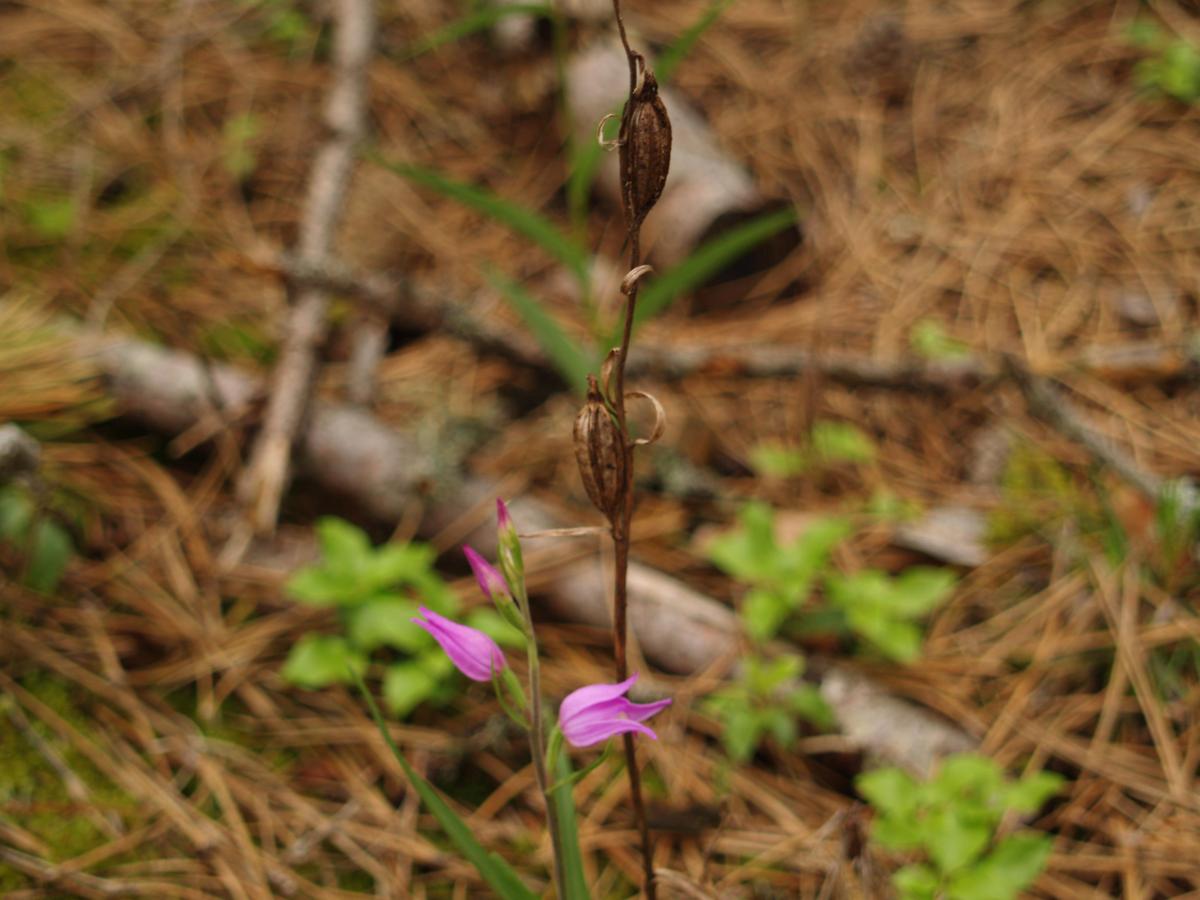 Helleborine, Red fruit